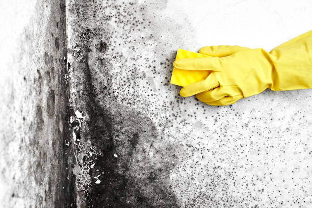 Best Office Mold Removal Services  in Jackpot, NV