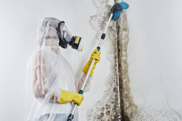 Trusted Jackpot, NV Mold Removal Experts
