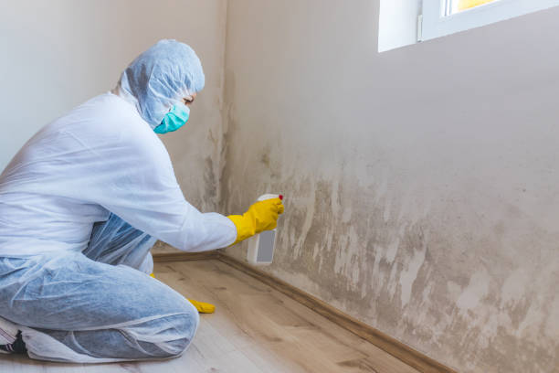 Crawl Space Mold Removal in Jackpot, NV