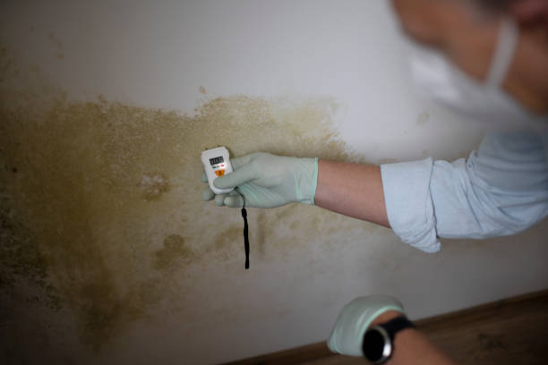Best Mold Damage Repair  in Jackpot, NV