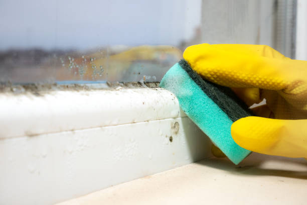 Best Emergency Mold Removal  in Jackpot, NV