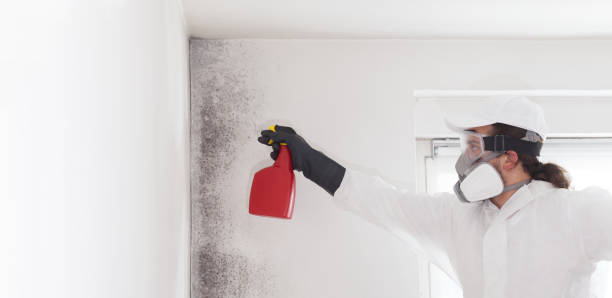 Best Black Mold Removal  in Jackpot, NV