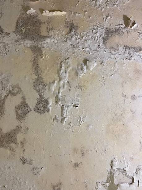 Best Professional Mold Removal  in Jackpot, NV