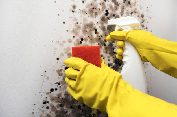 Best Certified Mold Removal  in Jackpot, NV