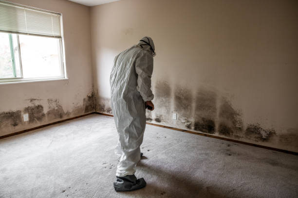 Best Mold Removal Specialists  in Jackpot, NV